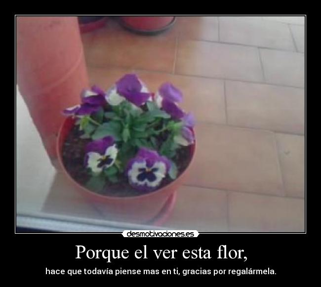 Porque el ver esta flor, - hace que todavía piense mas en ti, gracias por regalármela.