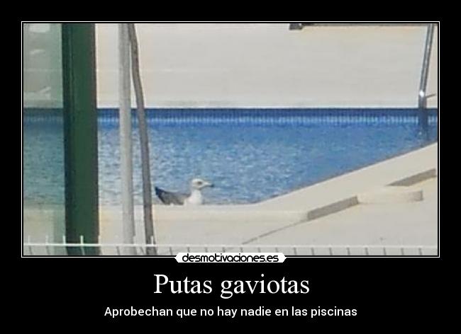 Putas gaviotas -