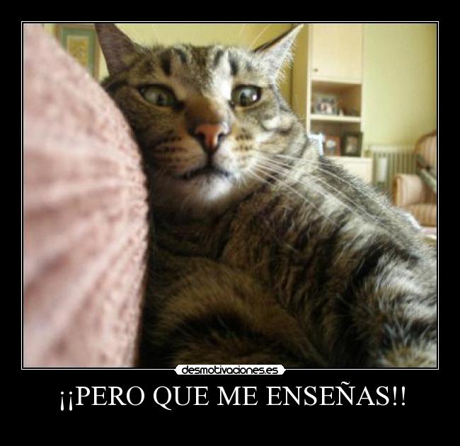 ¡¡PERO QUE ME ENSEÑAS!! -