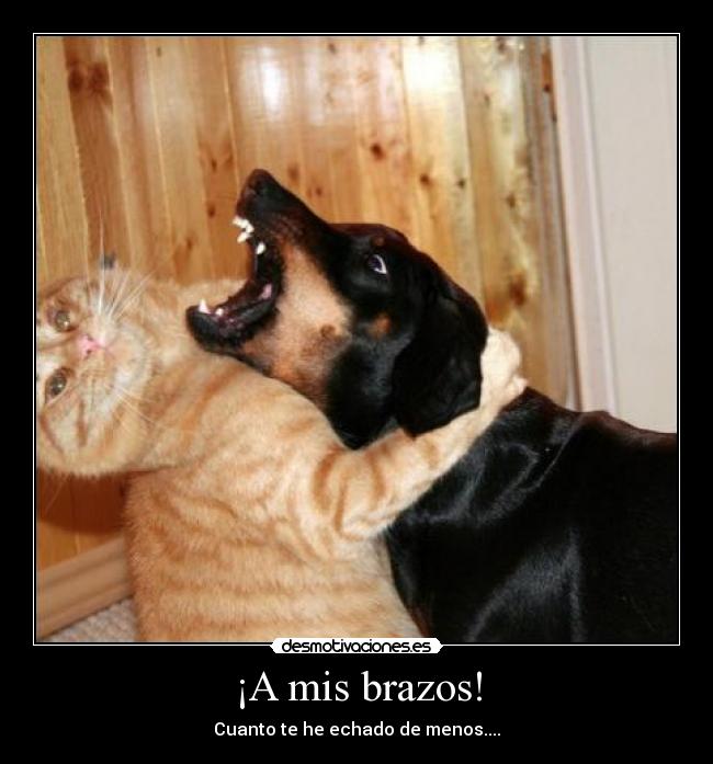 ¡A mis brazos! - 