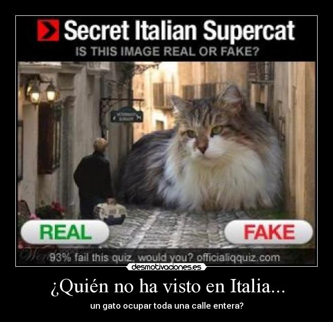 carteles gatoanchoitalia desmotivaciones