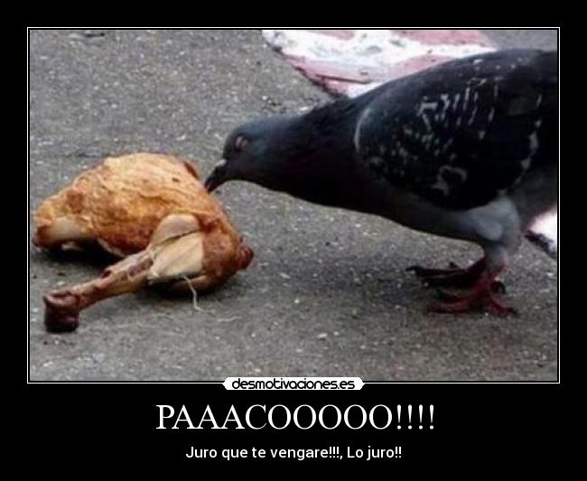 PAAACOOOOO!!!! -