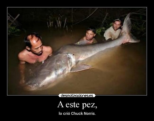 A este pez, - lo crió Chuck Norris.