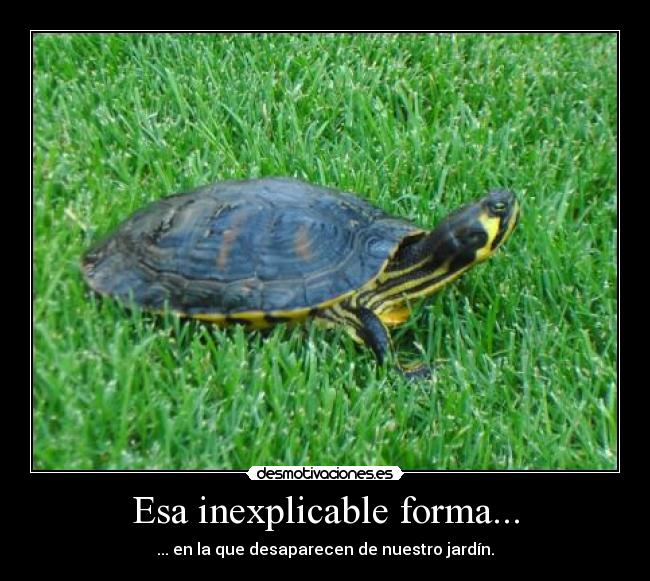 carteles tortugas jardin inexplicable desmotivaciones