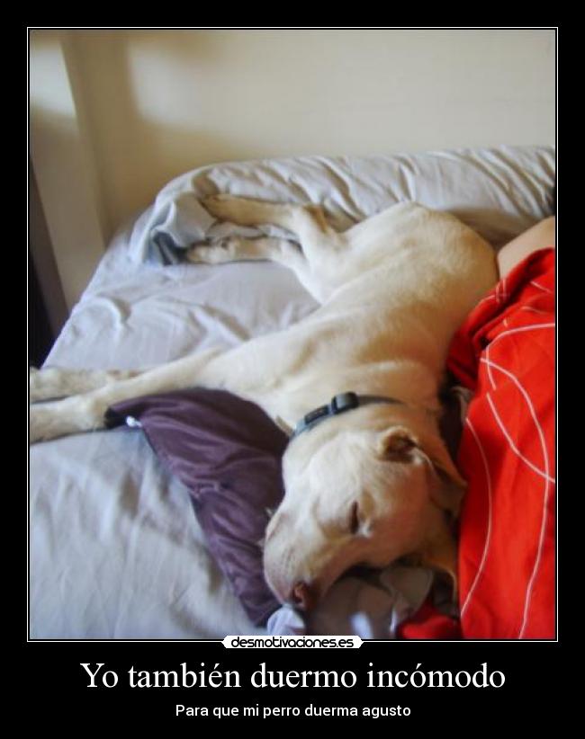 Yo también duermo incómodo - Para que mi perro duerma agusto