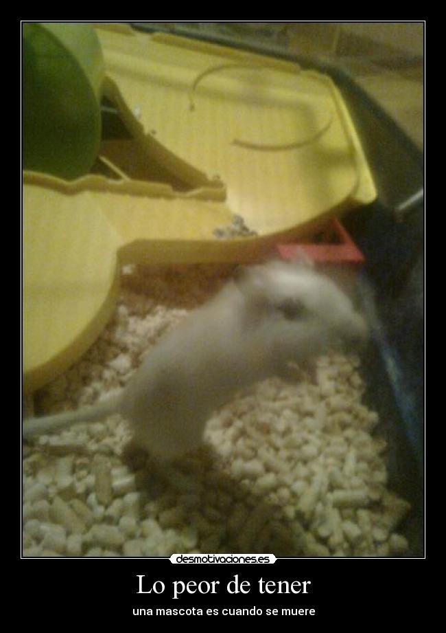 Lo peor de tener - una mascota es cuando se muere