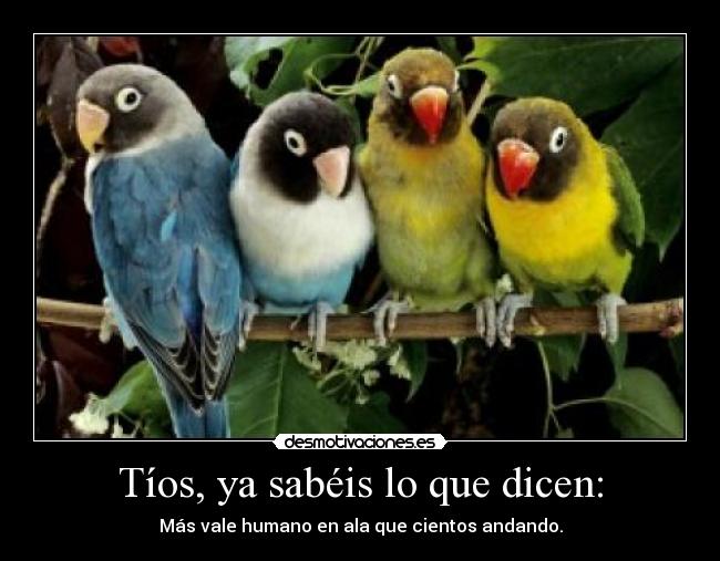 Tíos, ya sabéis lo que dicen: - Más vale humano en ala que cientos andando.