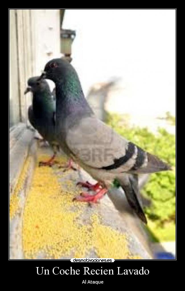 carteles coche recien lavado desmotivaciones