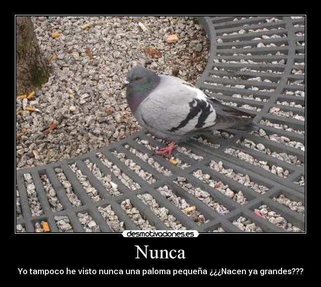 Nunca -