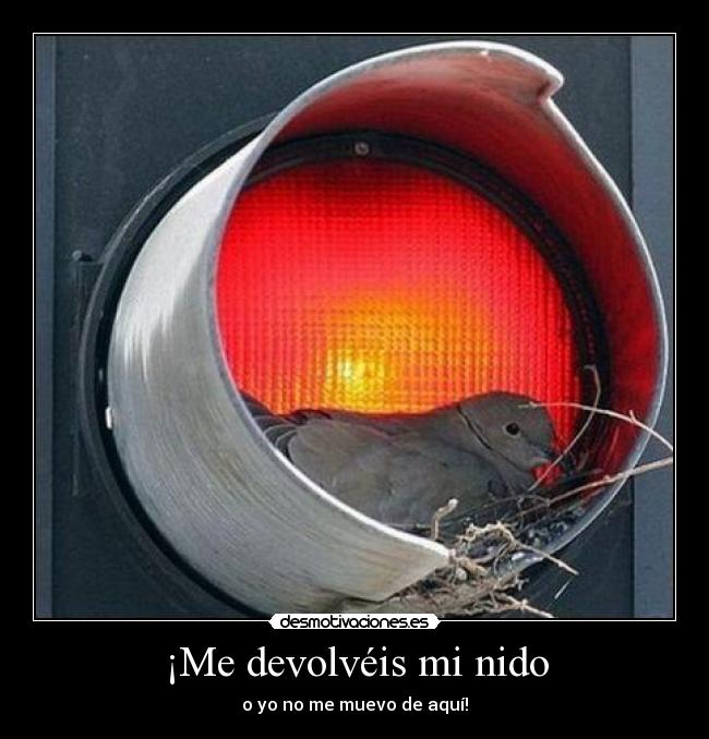 ¡Me devolvéis mi nido - 