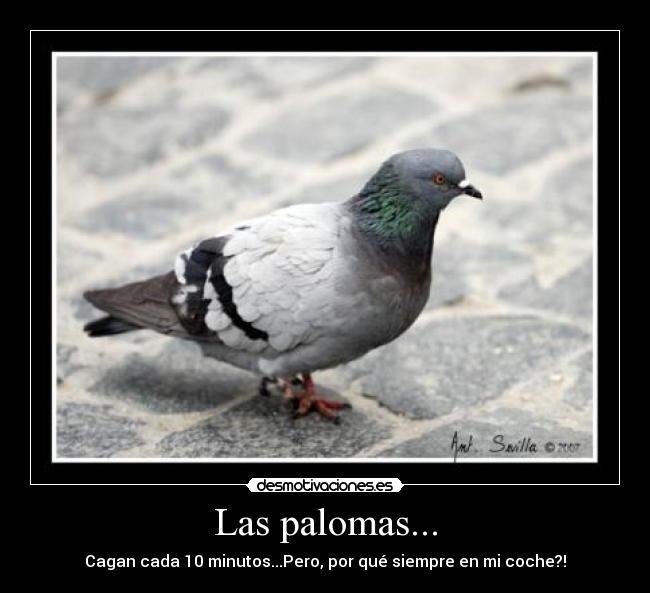 Las palomas... - Cagan cada 10 minutos...Pero, por qué siempre en mi coche?!