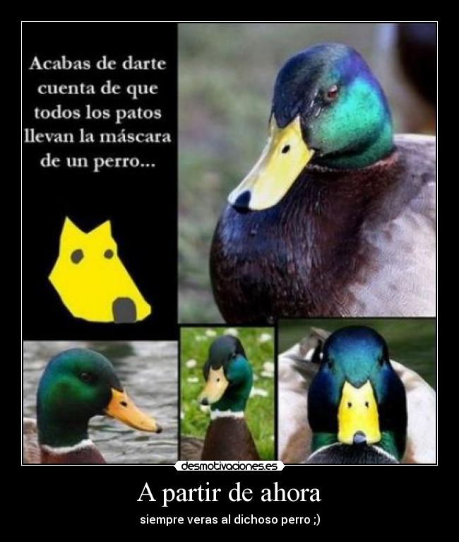 A partir de ahora - siempre veras al dichoso perro ;)