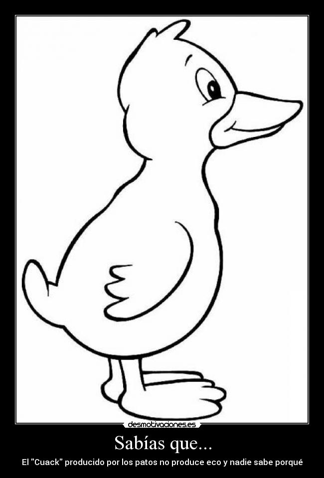 Sabías que... - El Cuack producido por los patos no produce eco y nadie sabe porqué