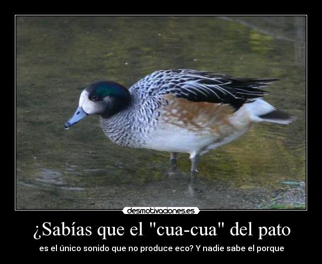 ¿Sabías que el cua-cua del pato -