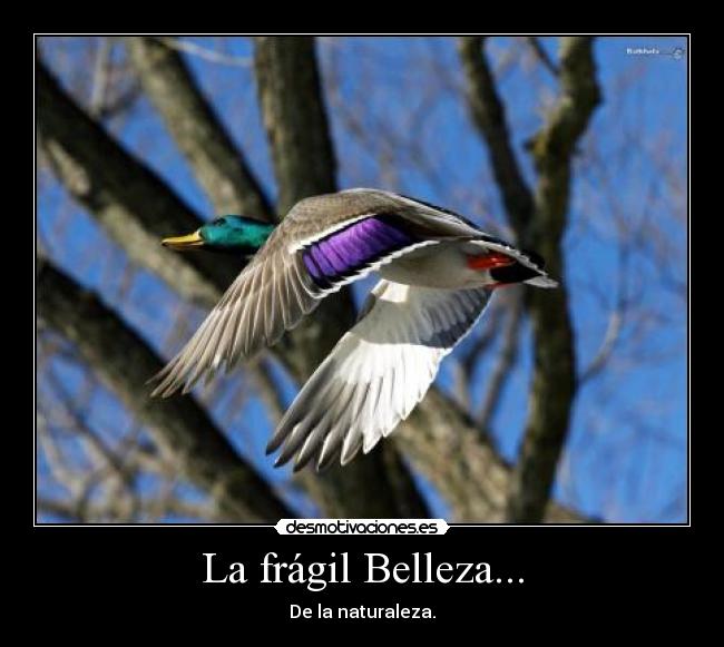 La frágil Belleza... -