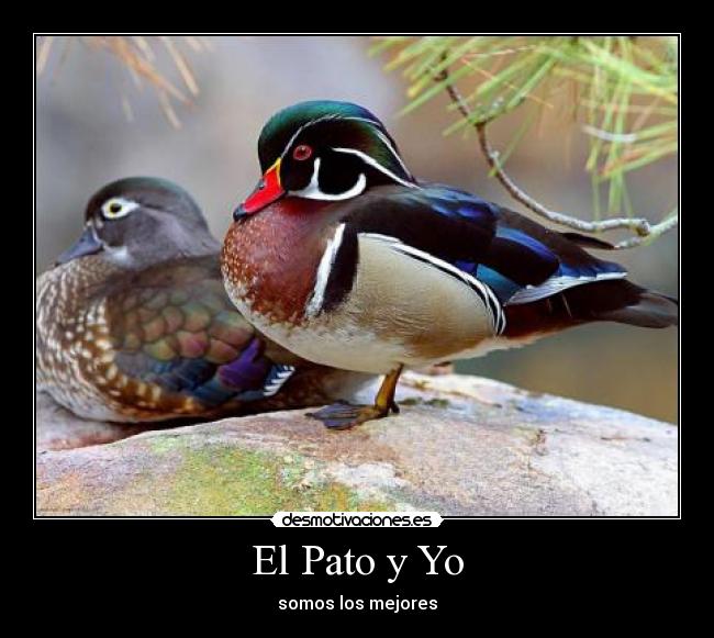 El Pato y Yo - somos los mejores