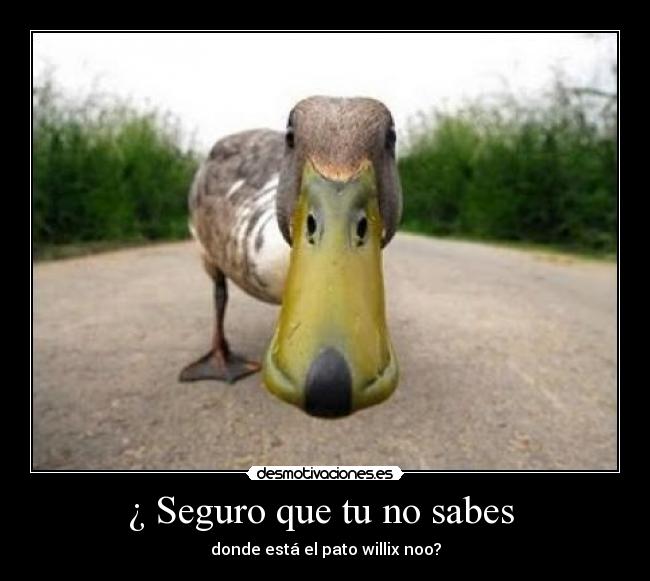 carteles pato willix desmotivaciones