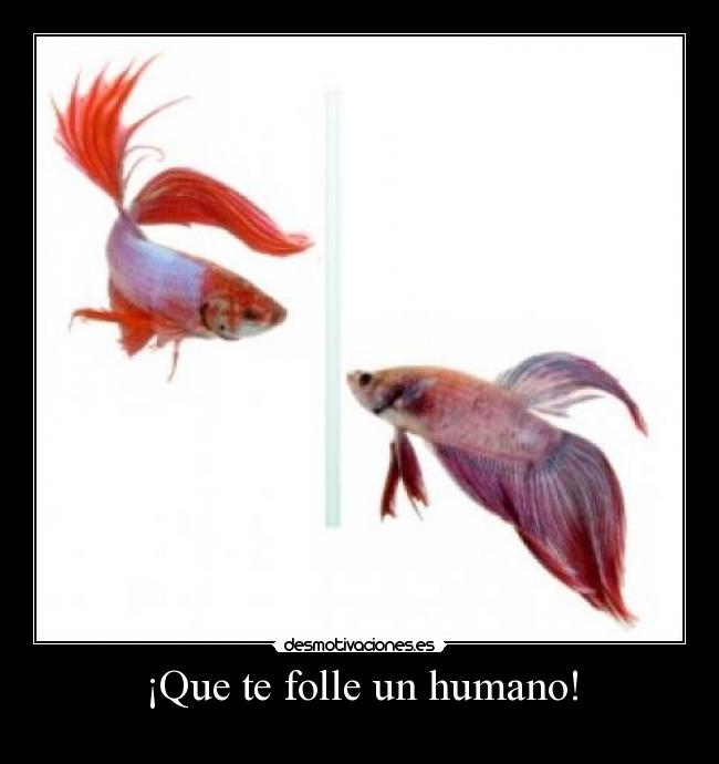 ¡Que te folle un humano! -