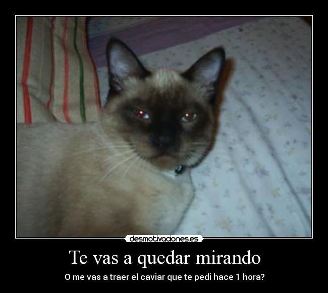 Te vas a quedar mirando - O me vas a traer el caviar que te pedi hace 1 hora?