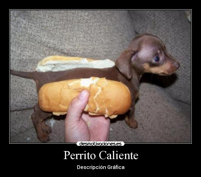 carteles perrito caliente desmotivaciones