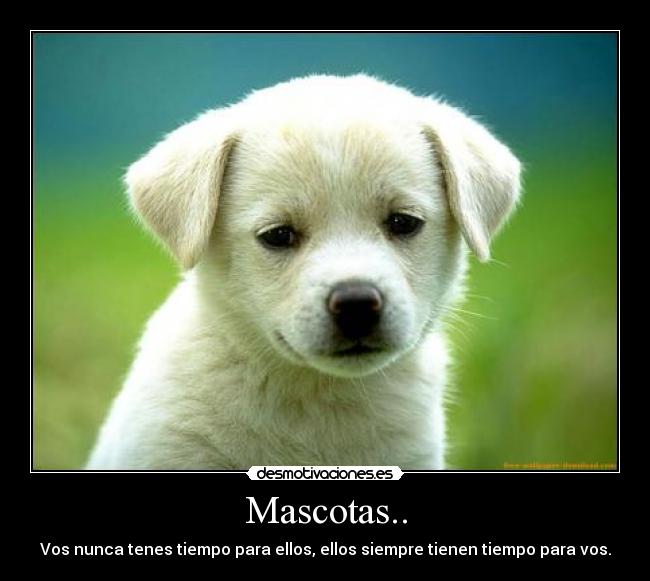Mascotas.. - 