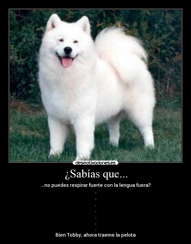 ¿Sabías que... - ...no puedes respirar fuerte con la lengua fuera?
.
.
.
.
.
.
.
Bien Tobby, ahora traeme la pelota