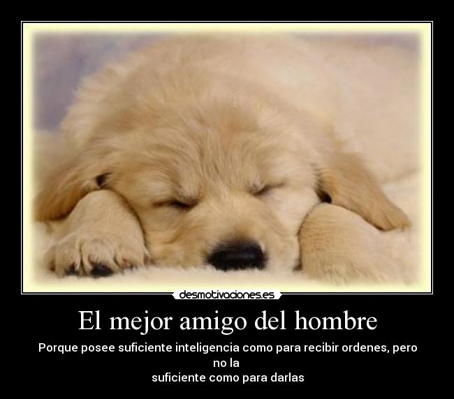 El mejor amigo del hombre - 