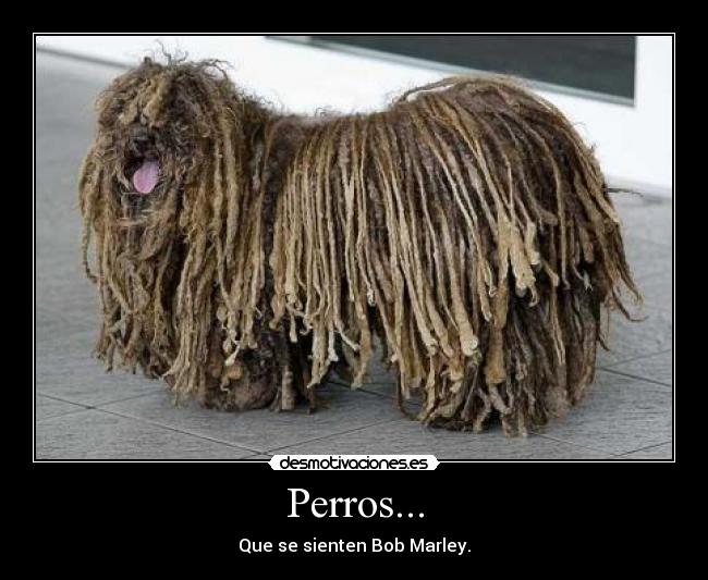 Perros... -