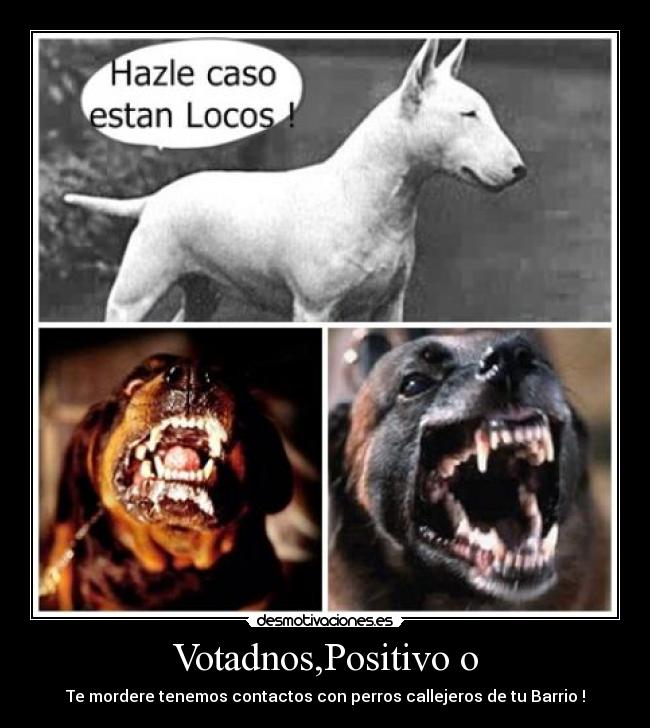 Votadnos,Positivo o - Te mordere tenemos contactos con perros callejeros de tu Barrio !