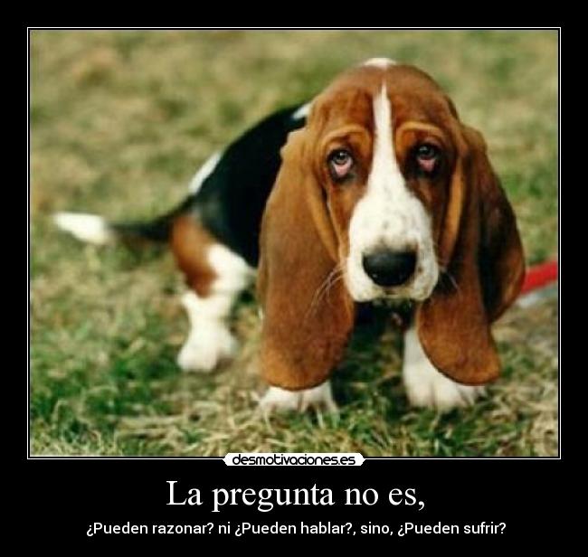 La pregunta no es, - ¿Pueden razonar? ni ¿Pueden hablar?, sino, ¿Pueden sufrir?