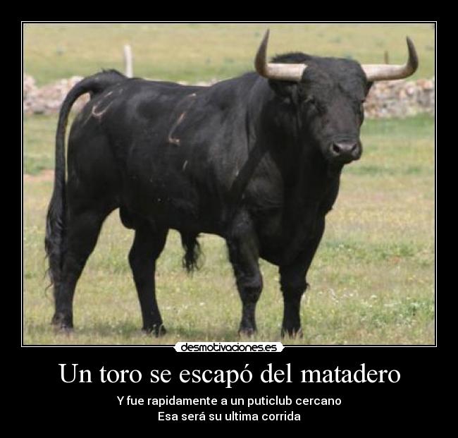 Un toro se escapó del matadero - Y fue rapidamente a un puticlub cercano
Esa será su ultima corrida