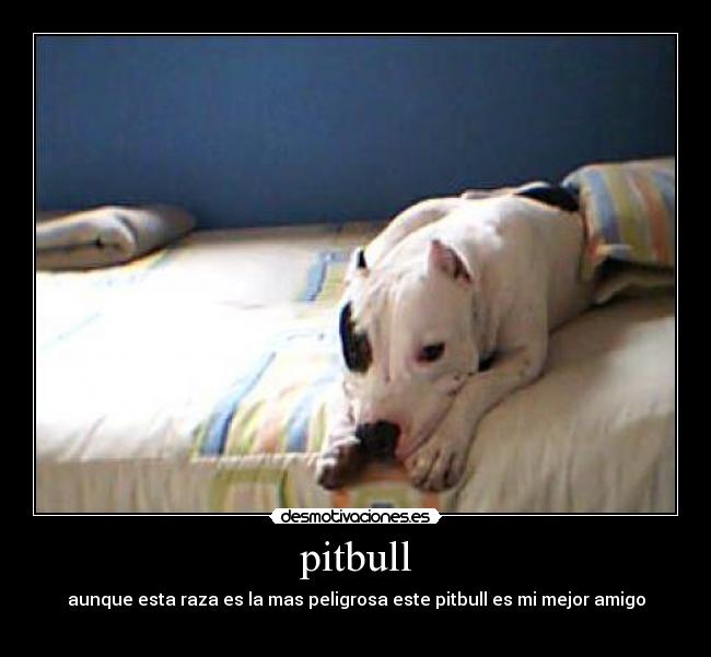 pitbull - 