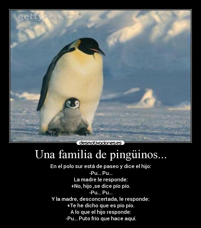 Una familia de pingüinos... -