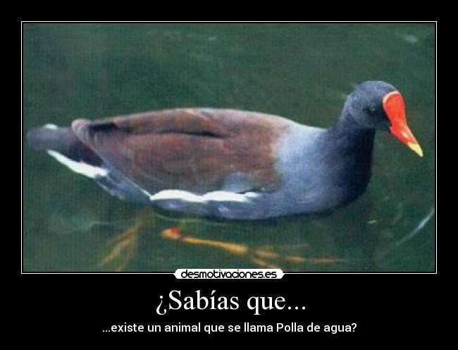 ¿Sabías que... - ...existe un animal que se llama Polla de agua?
