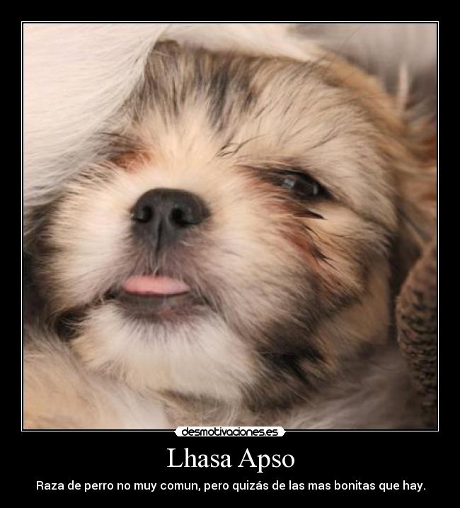 Lhasa Apso -