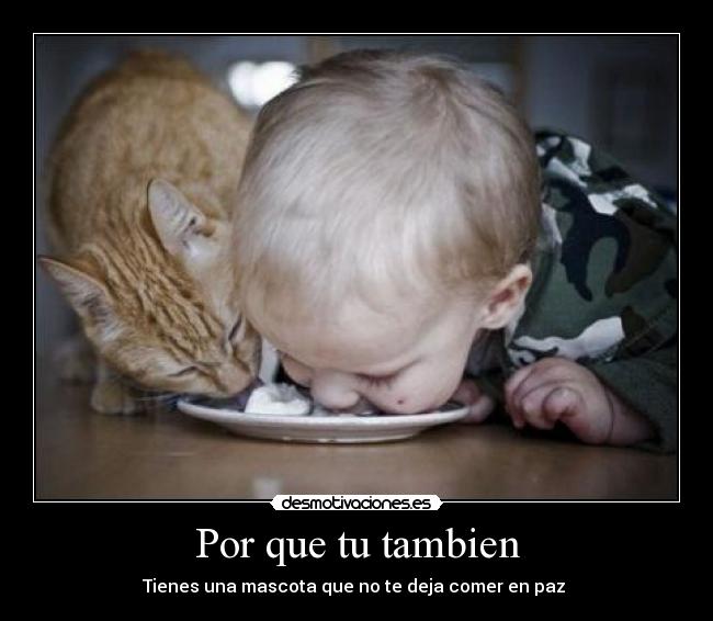Por que tu tambien - Tienes una mascota que no te deja comer en paz 