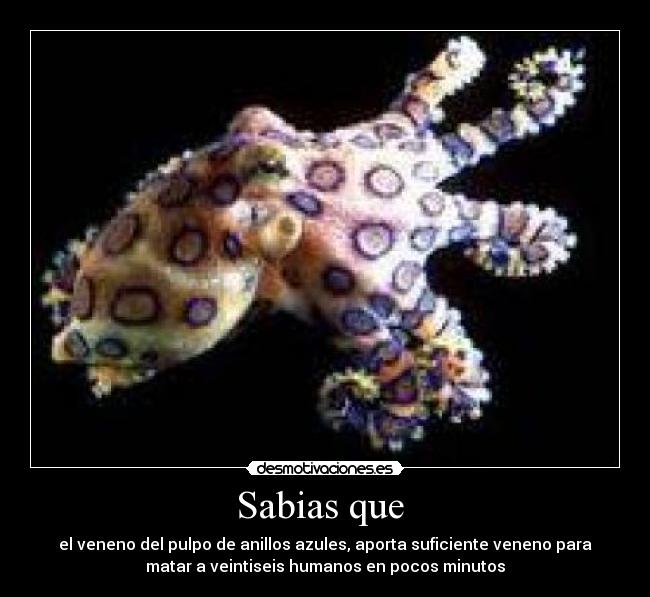 Sabias que - el veneno del pulpo de anillos azules, aporta suficiente veneno para
matar a veintiseis humanos en pocos minutos