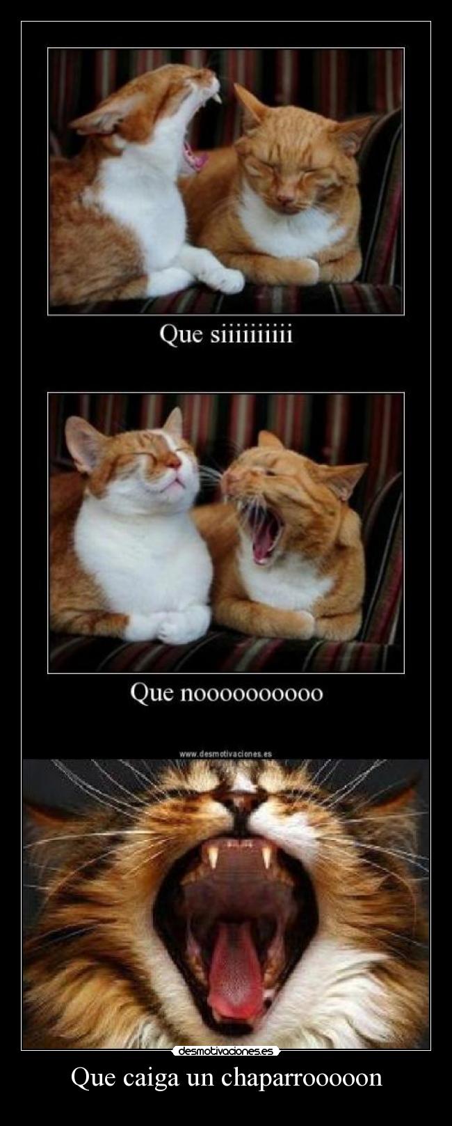 carteles gato desmotivaciones