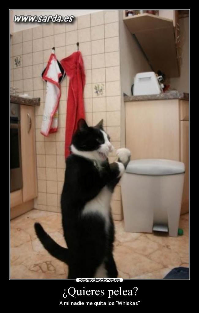 ¿Quieres pelea? - A mi nadie me quita los Whiskas