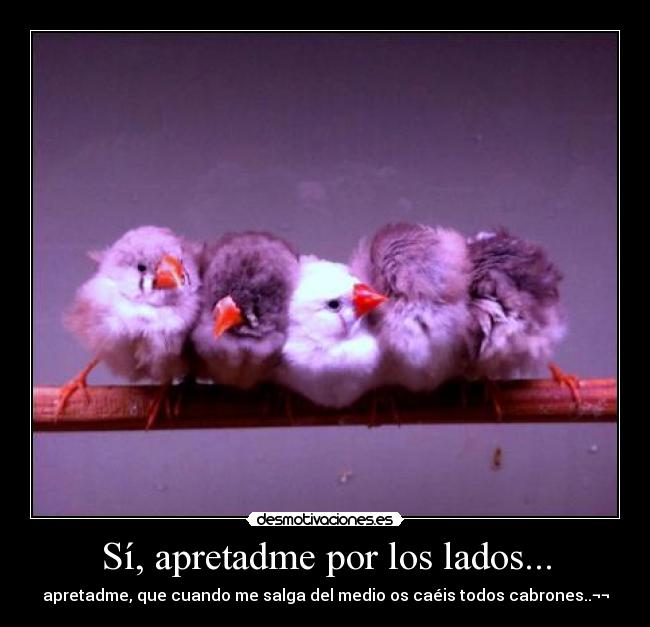 carteles pajaros desmotivaciones