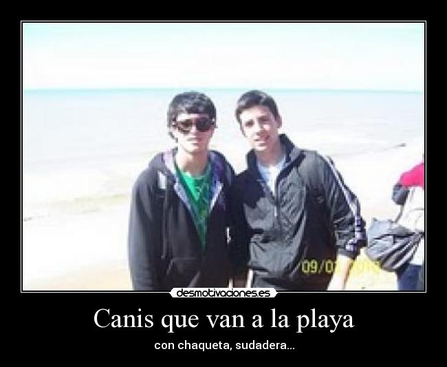 Canis que van a la playa - con chaqueta, sudadera...