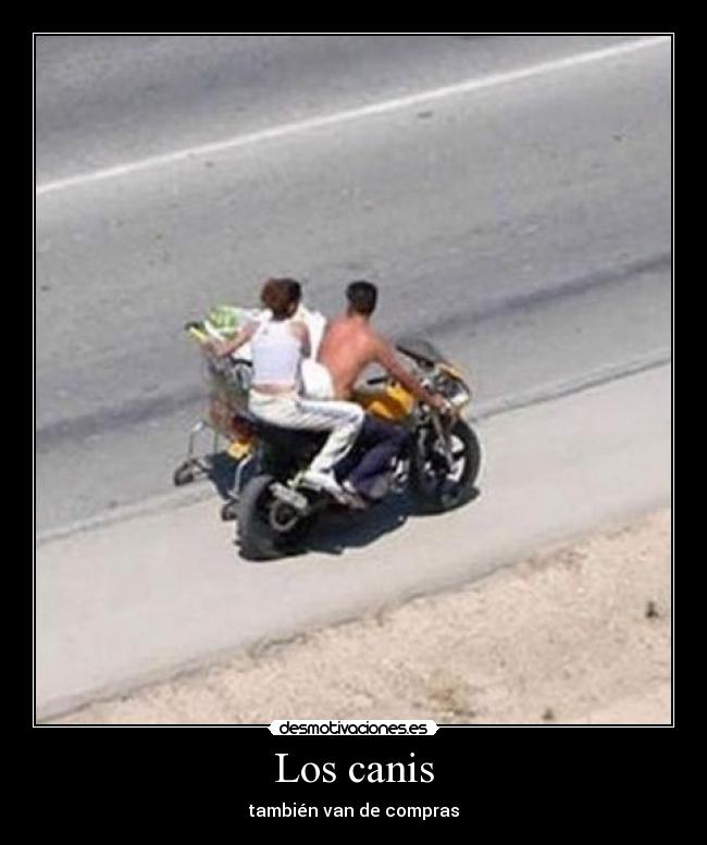 Los canis - también van de compras