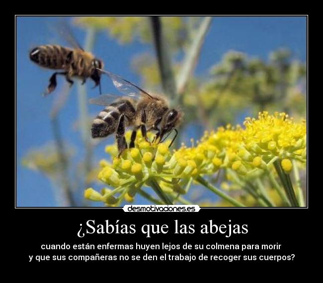 ¿Sabías que las abejas - cuando están enfermas huyen lejos de su colmena para morir
y que sus compañeras no se den el trabajo de recoger sus cuerpos?
