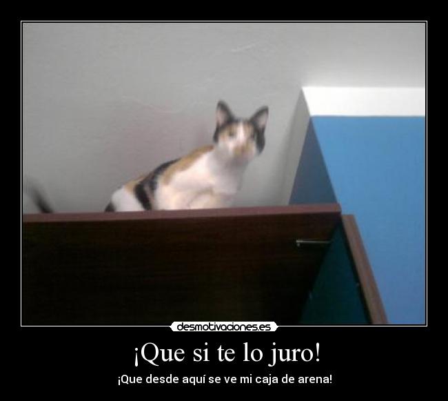 ¡Que si te lo juro! - 