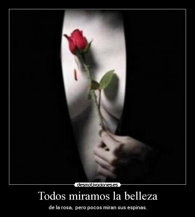 Todos miramos la belleza -