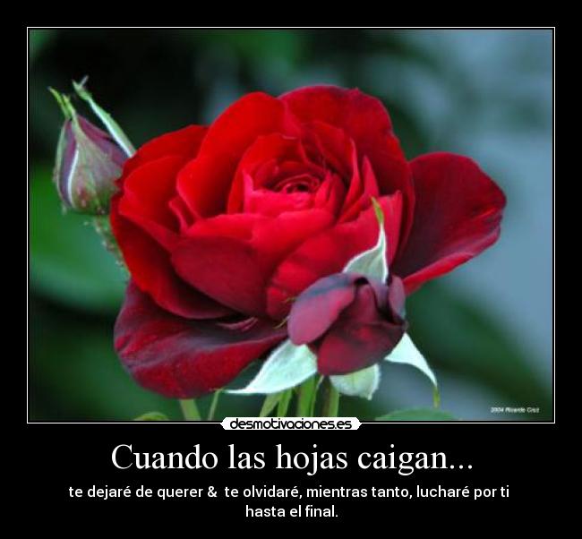Cuando las hojas caigan... - 