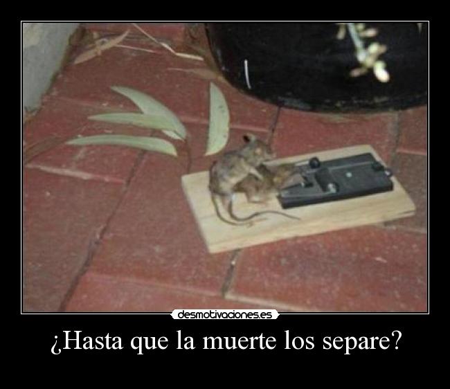 ¿Hasta que la muerte los separe? -