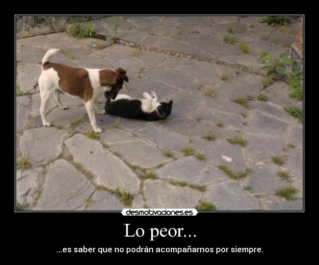 carteles animales perro gato amigos inseparables morir amistad sufrir desmotivaciones