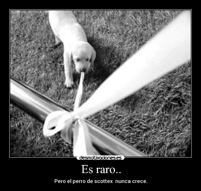 Es raro.. - Pero el perro de scottex nunca crece.