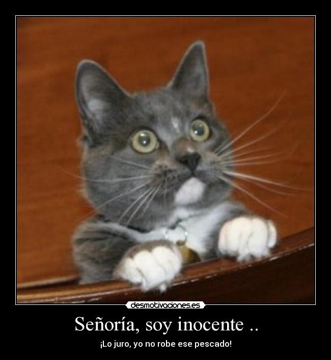Señoría, soy inocente .. -